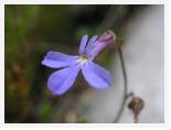 Lobelia preslii - Twaalfuurkop * 2592 x 1944 * (2.08MB)